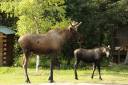 moose parent and child